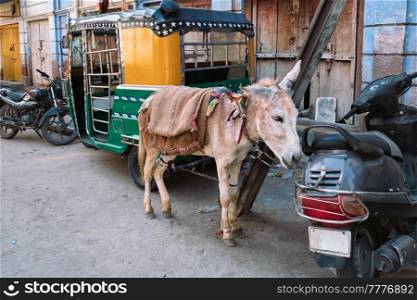 Means of transport in India - donkey, auto rickshaw and motorcycles in indian street. Jodhpur, Rajasthan, India. Donkey, auto rickshaw and motorcycles in indian street