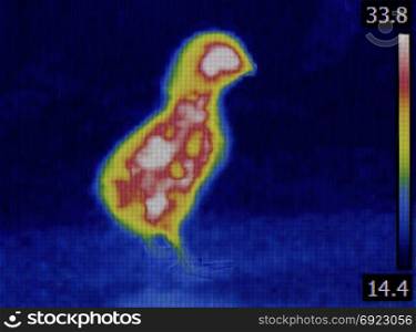 Measuring Chick Temperature with Infrared Camera