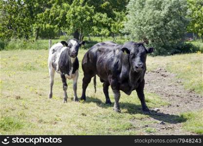 meat calf and bull in green summer meadow in holland