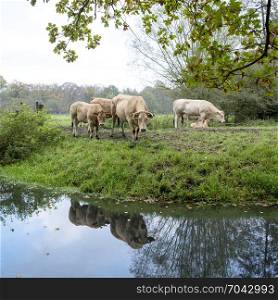 meat cows in green meadow near forest and canal in the netherlands near utrecht