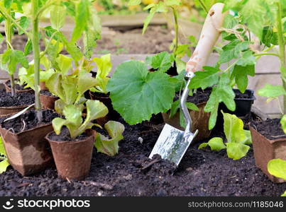 meatl shovel planting in the soil of vegetable garden among leaf of seedlings. shovel planted in the soil of a vegetable garden amont peat pot and seedlings reday to plant