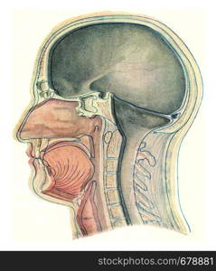 Median section through the head of a European, vintage engraved illustration. From the Universe and Humanity, 1910.