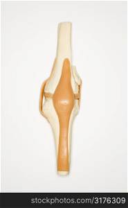 Medical knee model.