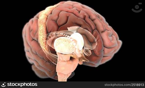 Medical of the human nervous system 3d illustration. Medical of the human nervous system
