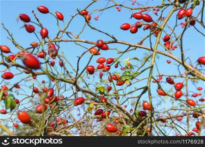 medical rosehip, oblong red berries, vitamins in wild rosehip. oblong red berries, vitamins in wild rosehip, medical rosehip