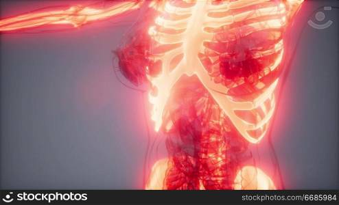 medical science footage of human skeleton bones. Transparent Human Body with Visible Bones