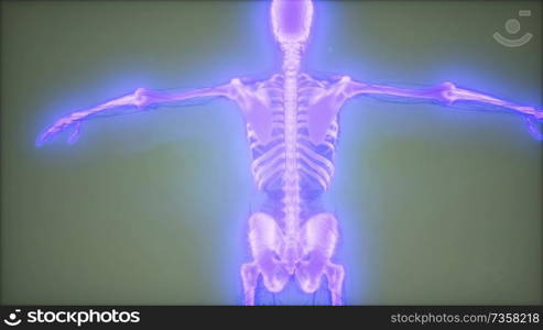 medical science footage of human skeleton bones. Transparent Human Body with Visible Bones