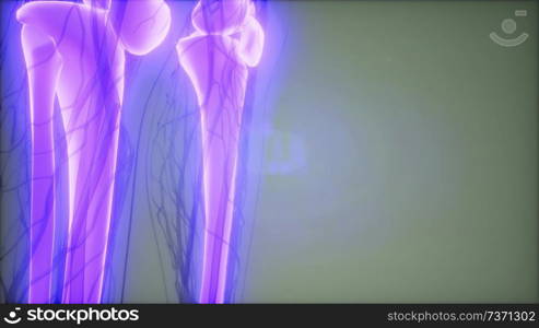 medical science footage of human skeleton bones. Transparent Human Body with Visible Bones