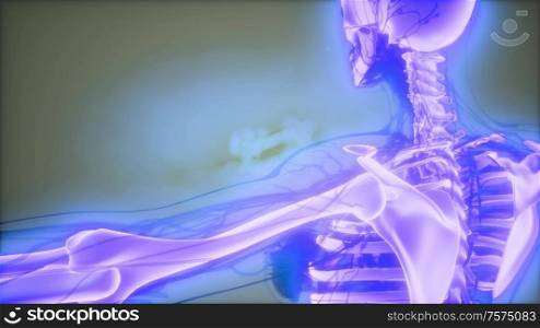 medical science footage of human skeleton bones. Transparent Human Body with Visible Bones