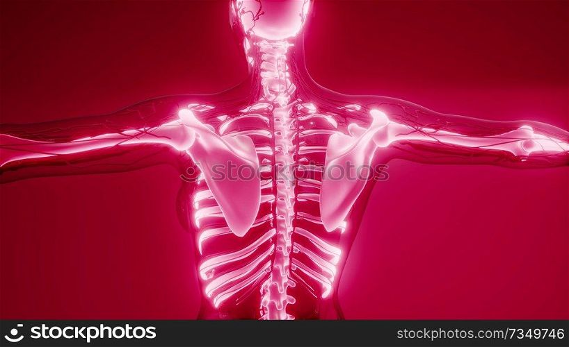 medical science illustration of human skeleton bones. Transparent Human Body with Visible Bones