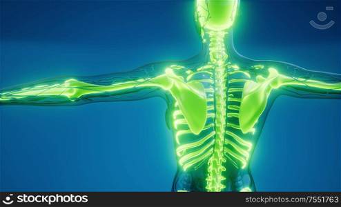 medical science illustration of human skeleton bones. Transparent Human Body with Visible Bones