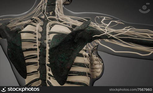 medical science illustration of human skeleton bones. Transparent Human Body with Visible Bones