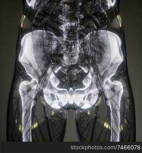 medical science image of human skeleton bones. Transparent Human Body with Visible Bones