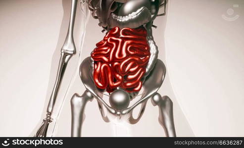 medical science of human intestine model with all organs and bones. Human Intestine Model with all Organs and Bones