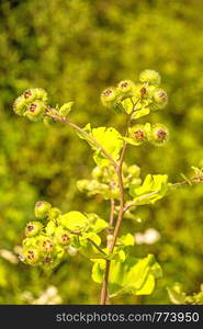 medicinal herb greater burdock with flower