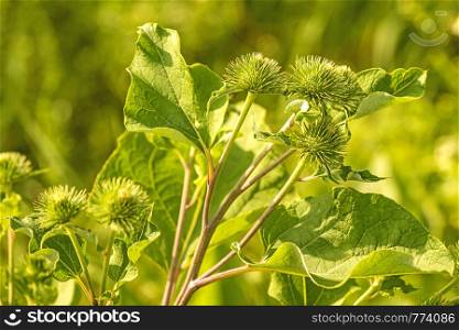 medicinal herb greater burdock with flower