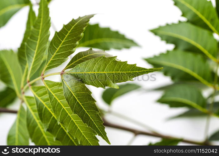 Medicinal neem leaf on white background. Azadirachta indica.