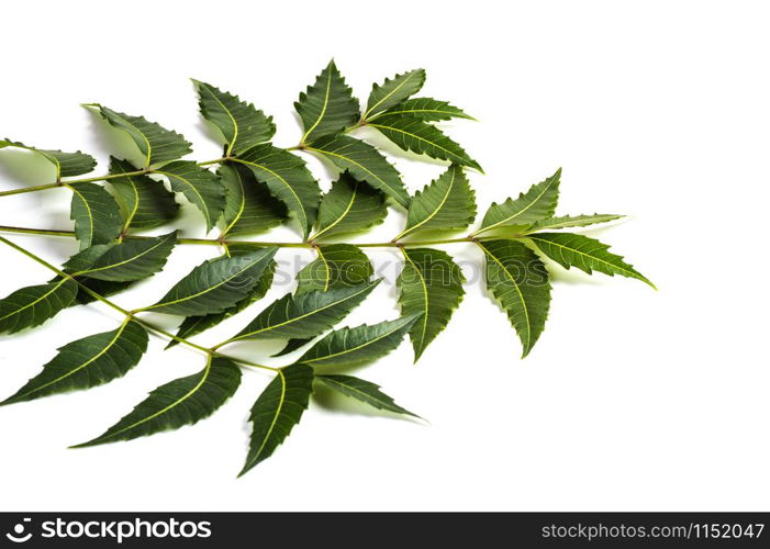 Medicinal neem leaf on white background. Azadirachta indica.