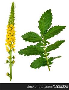 Medicinal plant:Agrimonia eupatoria. Common agrimony
