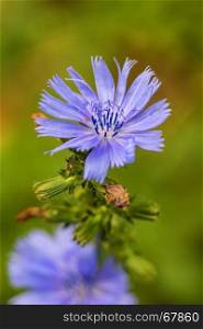 Medicinal plant chicory with flower