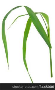 Medicinal plant: Elytrigia repens. Couch-grass