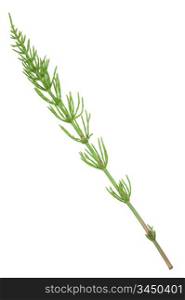 Medicinal plant: Equisetum arvense. Horsetail