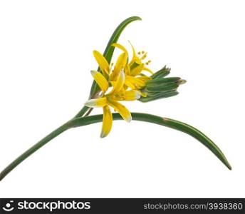 Medicinal plant: Gagea lutea