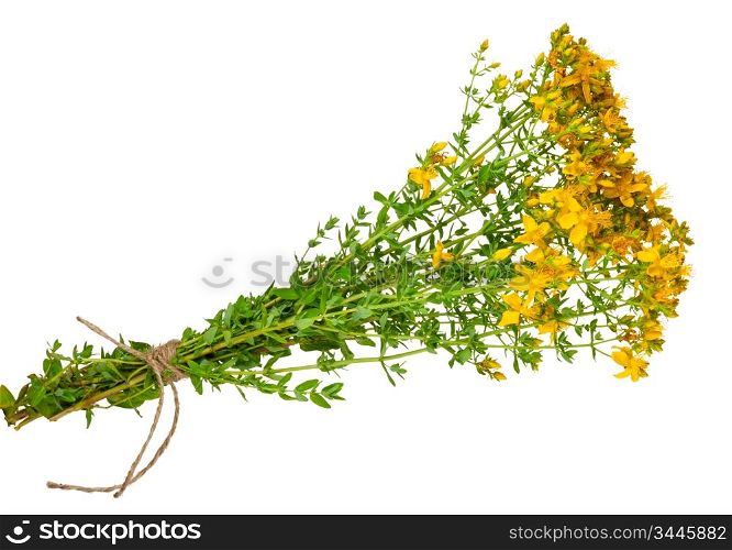 Medicinal plant: Hypericum perforatum. St. John&rsquo;s wort