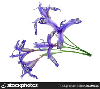 Medicinal plant: Iris uniflora