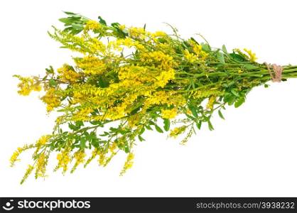 Medicinal plant: Melilotus officinalis (Yellow Sweet Clower)