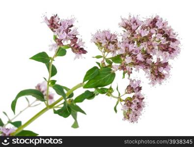 Medicinal plant: Origanum vulgare
