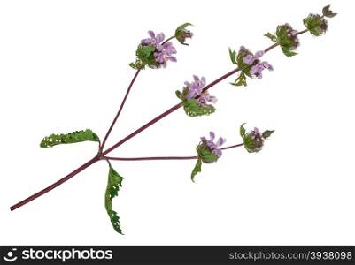 Medicinal plant: Phlomoides tuberosa