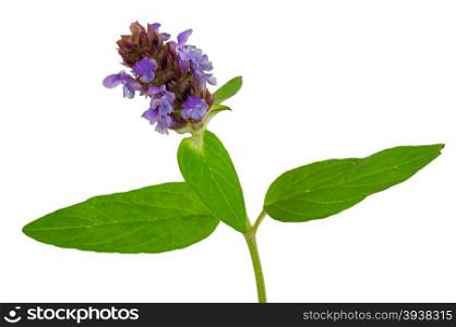 Medicinal plant: Prunella vulgaris. Self-Heal