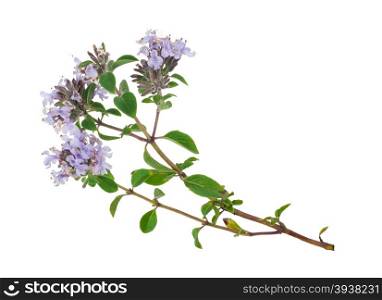 Medicinal plant: Thyme