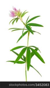 Medicinal plant: Trifolium alpestre