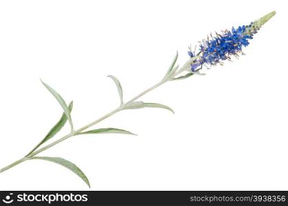Medicinal plant: Veronica incana