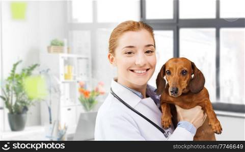 medicine, pet and healthcare concept - happy veterinarian or holding dachshund dog at vet clinic. happy doctor with dachshund dog at vet clinic