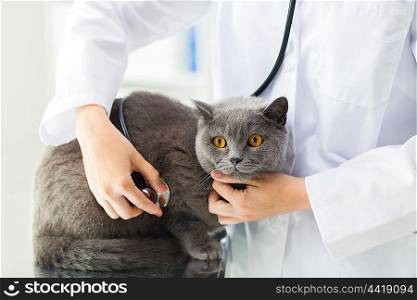 medicine, pet, animals, health care and people concept - close up of veterinarian doctor with stethoscope checking british cat up at vet clinic