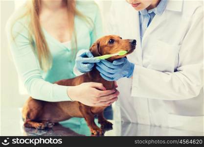medicine, pet, animals, health care and people concept - close up of woman with dachshund and veterinarian doctor brushing dog teeth with toothbrush at vet clinic