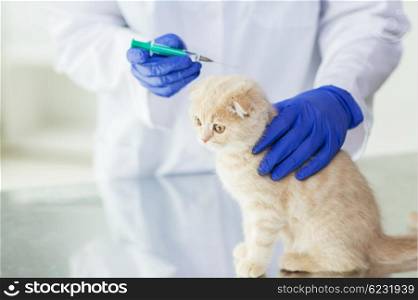 medicine, pet, animals, health care and people concept - close up of veterinarian doctor with syringe making vaccine injection to scottish fold kitten at vet clinic