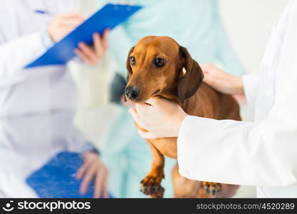 medicine, pet care and people concept - close up of dachshund dog and veterinarian doctor with clipboard taking notes at vet clinic