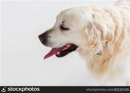 medicine, pets and animals concept - close up of golden retriever dog