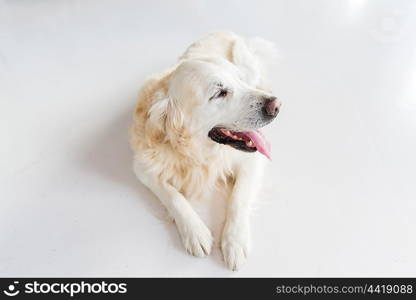 medicine, pets and animals concept - close up of golden retriever dog lying on floor