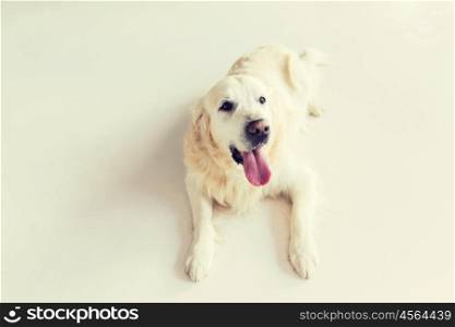medicine, pets and animals concept - close up of golden retriever dog lying on floor