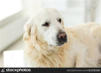 medicine, pets, animals and health care concept - close up of golden retriever dog at vet clinic