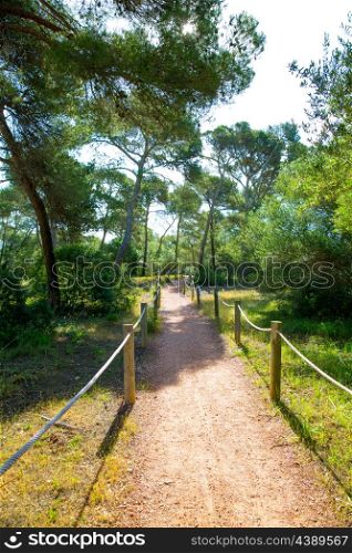 Mediterranan pine forest track in Menorca in Cala Macarella of Balearic islands