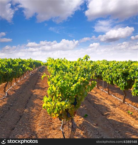 mediterranean Bobal grapes in vineyard at mediterranean