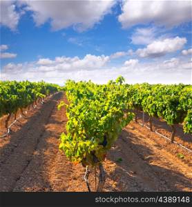 mediterranean Bobal grapes in vineyard at mediterranean