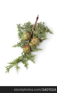 Mediterranean Cypress cones and foliage on white background