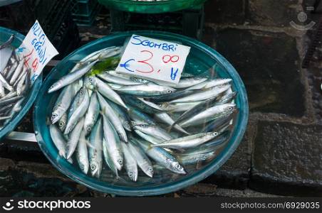 Mediterranean fish exposed in open market in Napoli